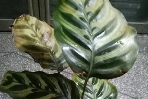 孔雀竹芋叶子卷边干枯的原因及解决方法,可能是阳光太强所致