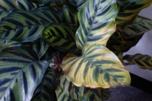 孔雀竹芋叶子卷边干枯的原因及解决方法,可能是阳光太强所致