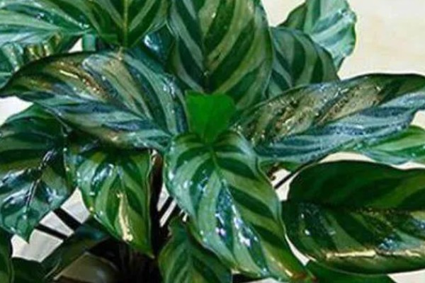 孔雀竹芋叶子卷边干枯的原因及解决方法,可能是阳光太强所致