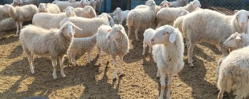 养羊新手容易遇到什么情况,常见以下4个问题