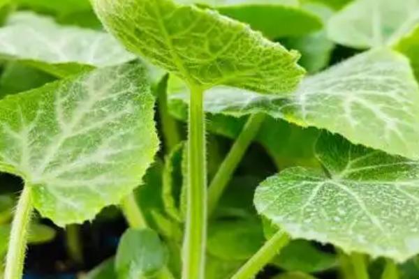 南瓜的播种时间，一般都在3-4月进行春播