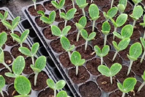 南瓜的播种时间，一般都在3-4月进行春播