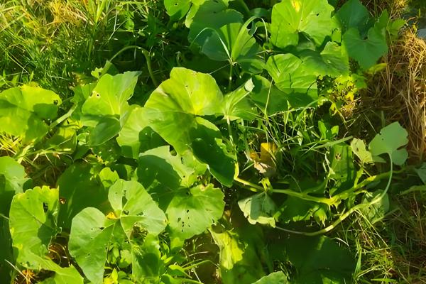 南瓜的播种时间，一般都在3-4月进行春播