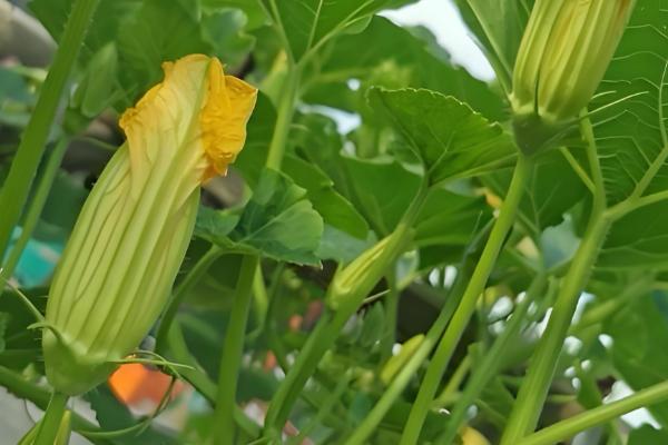 南瓜的播种时间，一般都在3-4月进行春播