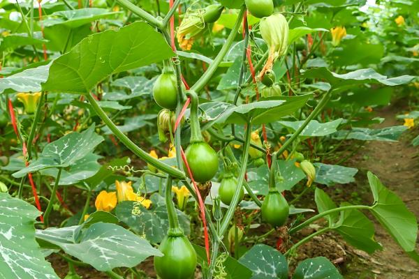 南瓜的播种时间，一般都在3-4月进行春播