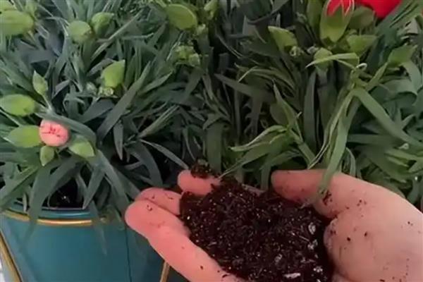 康乃馨的浇水间隔，春秋两季每2-3天浇水一次