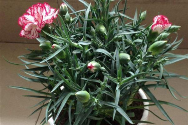 康乃馨的浇水间隔，春秋两季每2-3天浇水一次