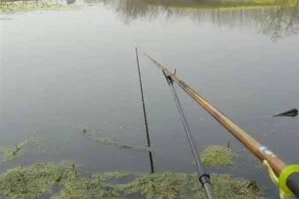 不能用泥鳅钓鱼的原因,会影响生态平衡、破坏原生水体