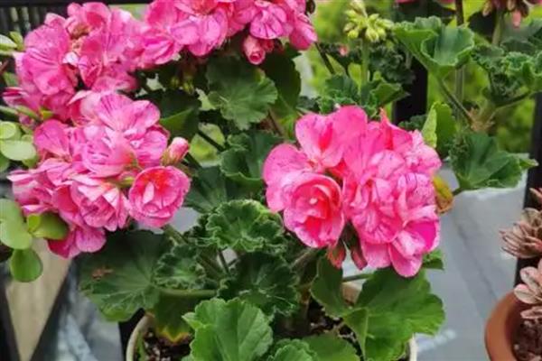 天竺葵不开花如何处理，遇到强光时要为它遮阴喷水