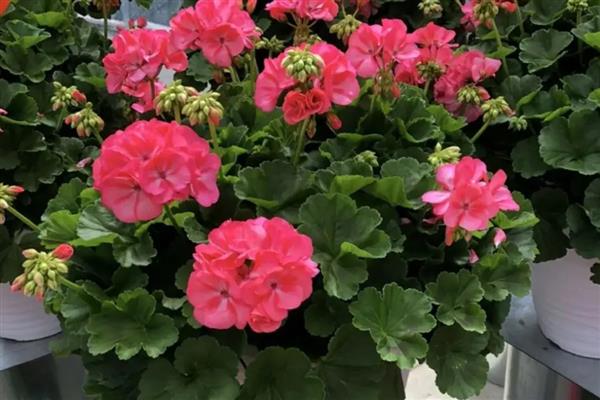 天竺葵不开花如何处理，遇到强光时要为它遮阴喷水