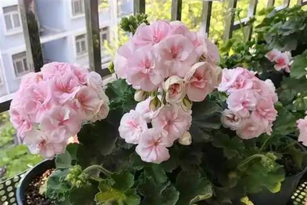 天竺葵不开花如何处理，遇到强光时要为它遮阴喷水