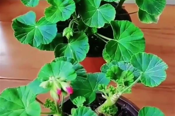 天竺葵不开花如何处理，遇到强光时要为它遮阴喷水