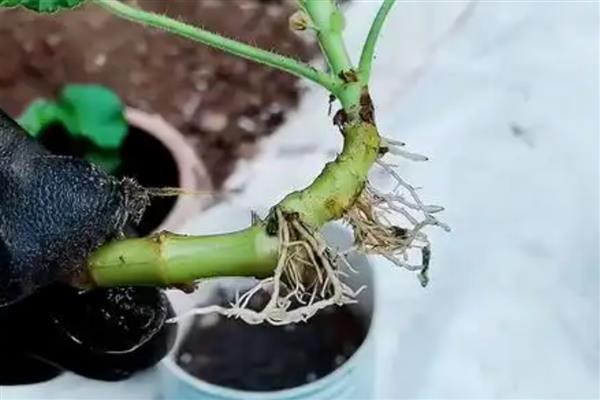 天竺葵不开花如何处理，遇到强光时要为它遮阴喷水