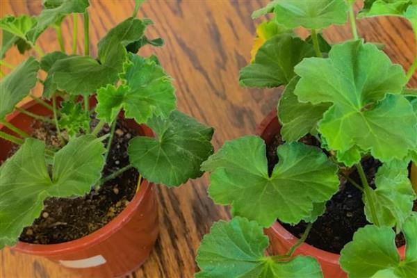 天竺葵不开花如何处理，遇到强光时要为它遮阴喷水