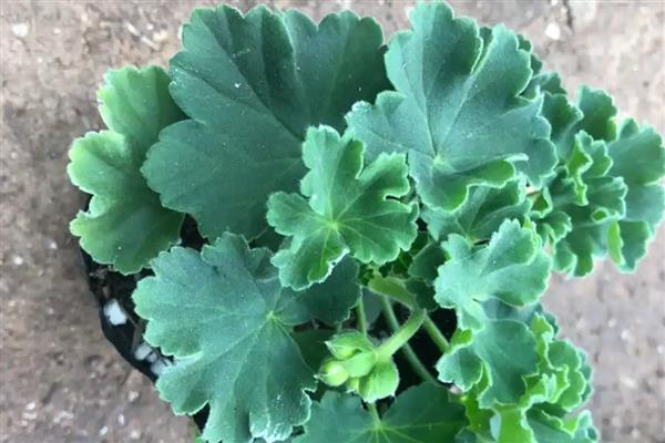 天竺葵不开花如何处理，遇到强光时要为它遮阴喷水