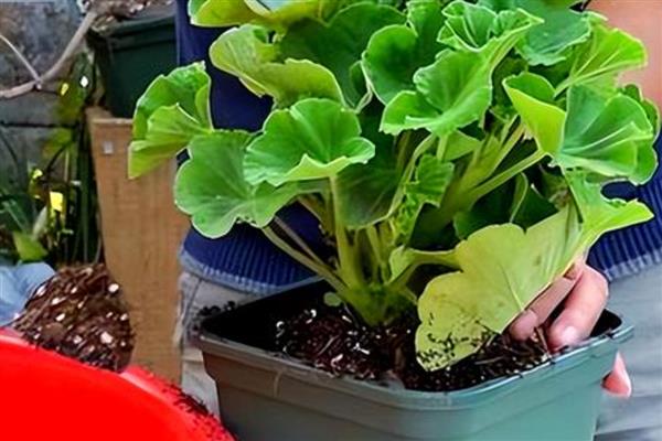 天竺葵不开花如何处理，遇到强光时要为它遮阴喷水