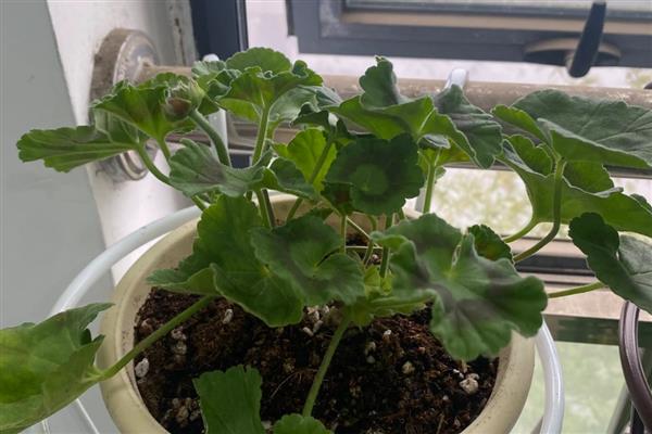 天竺葵不开花如何处理，遇到强光时要为它遮阴喷水