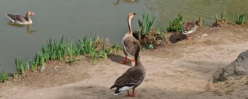 雁鹅是哪种鹅，属于一种中型肉用鹅品种