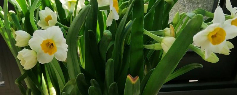 哪些花卉喜水,常见太阳花、杜鹃花等品种