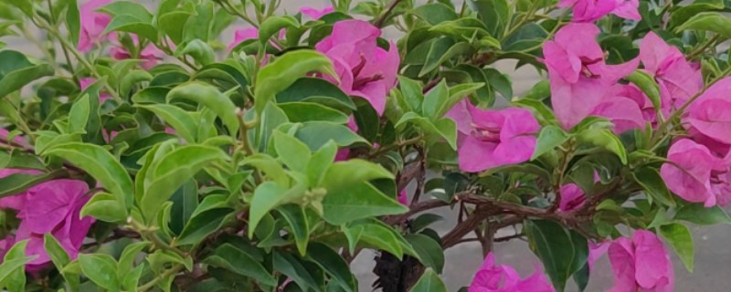 夏天三角梅可以施肥吗，不可施肥