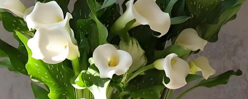 马蹄莲休眠期的养护方法，需要减少水分并剪掉茎叶