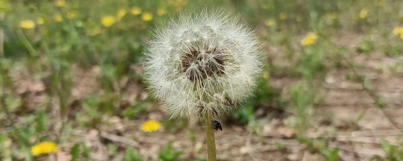 哪些植物靠风传播种子，常见的有柳树、芦苇等
