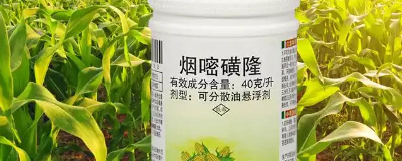 烟嘧磺隆与烟嘧莠去津的区别，其作用原理不同