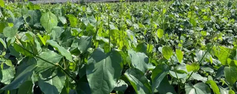 龙须菜的种类，分为野生的和长在石头上的