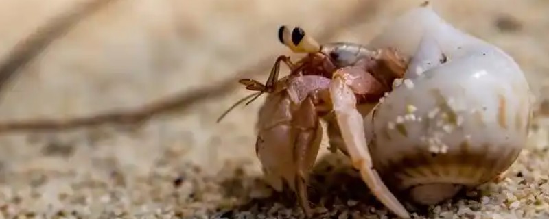 寄居蟹的品种，常见的有紫陆寄居蟹、凹足寄居蟹等