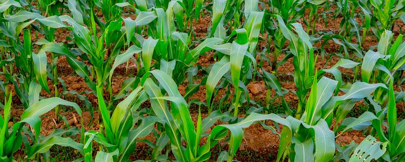 玉兰苗的种植方法,一般是在春季种植