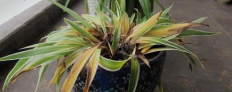 吊兰叶子发黄的原因，可能是缺乏养分或温度过高所致