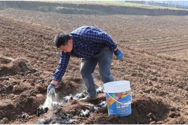 早春辣椒为什么生长不良,可能是土壤板结、发生肥害或药害所致