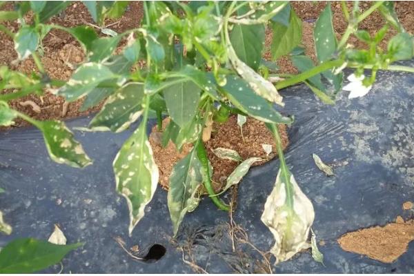 早春辣椒为什么生长不良,可能是土壤板结、发生肥害或药害所致