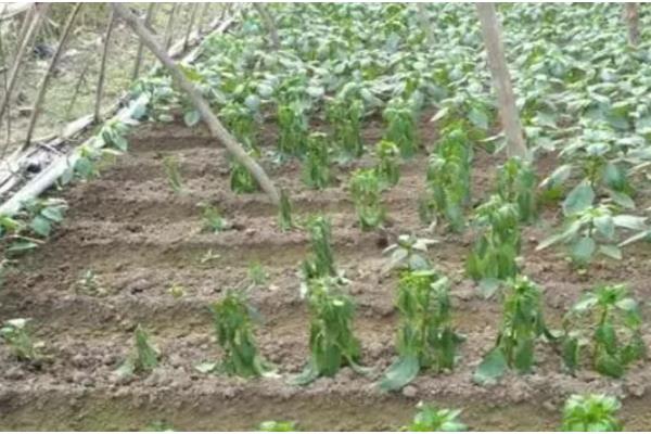 早春辣椒为什么生长不良,可能是土壤板结、发生肥害或药害所致