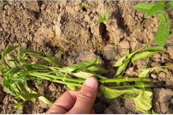 早春辣椒为什么生长不良,可能是土壤板结、发生肥害或药害所致