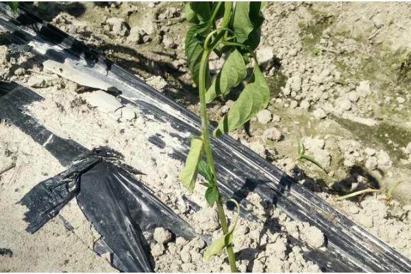 早春辣椒为什么生长不良,可能是土壤板结、发生肥害或药害所致