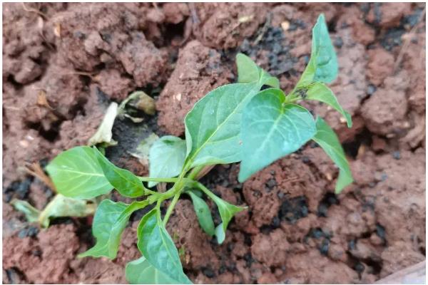 早春辣椒为什么生长不良,可能是土壤板结、发生肥害或药害所致