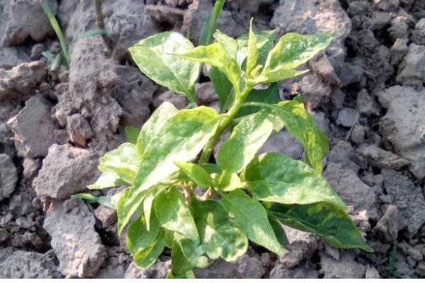 早春辣椒为什么生长不良,可能是土壤板结、发生肥害或药害所致