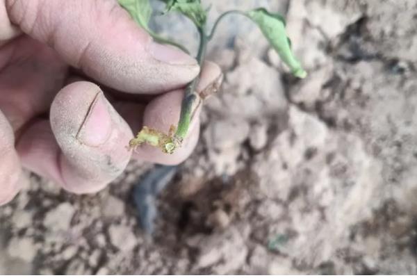 早春辣椒为什么生长不良,可能是土壤板结、发生肥害或药害所致