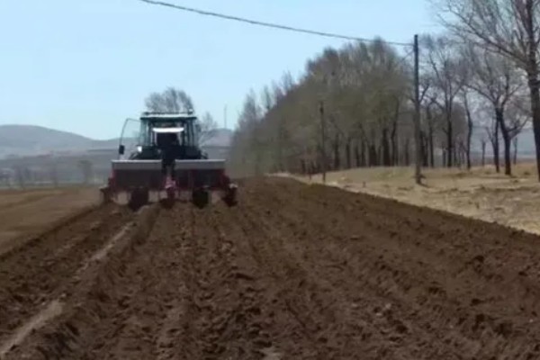 肿节风怎么种植，扦插生根后再移栽