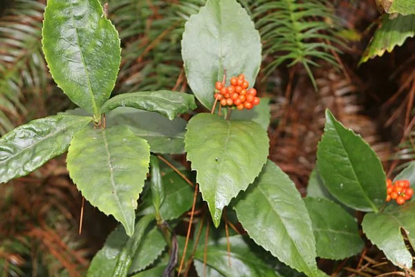 肿节风怎么种植，扦插生根后再移栽