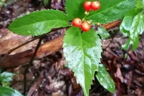 肿节风怎么种植，扦插生根后再移栽