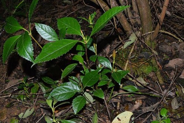 肿节风怎么种植，扦插生根后再移栽