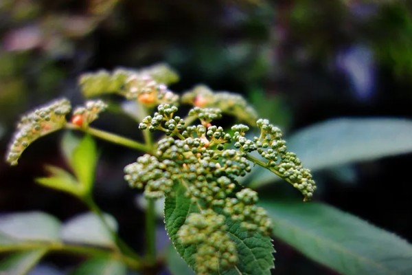 肿节风怎么种植，扦插生根后再移栽