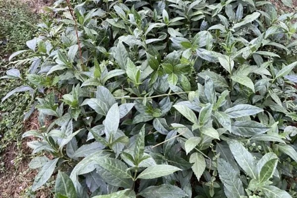 肿节风怎么种植，扦插生根后再移栽