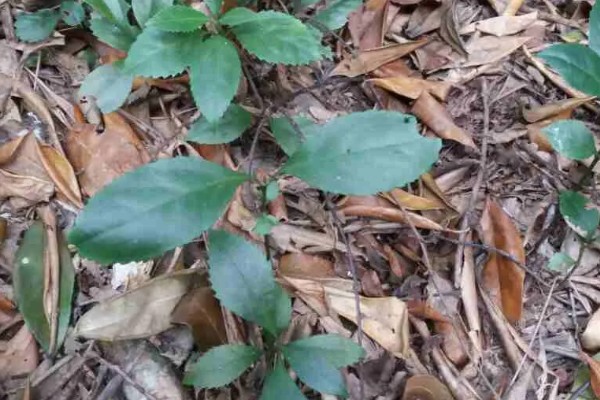 肿节风怎么种植，扦插生根后再移栽