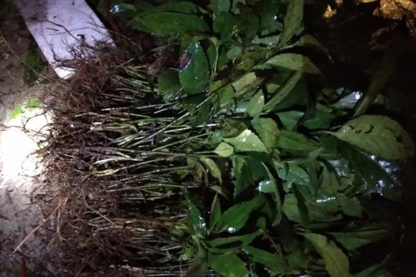 肿节风怎么种植，扦插生根后再移栽