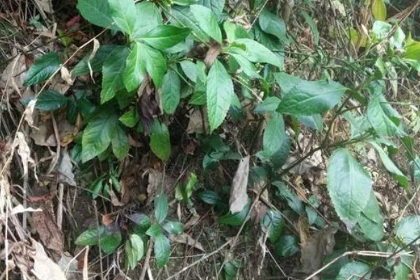 肿节风怎么种植，扦插生根后再移栽