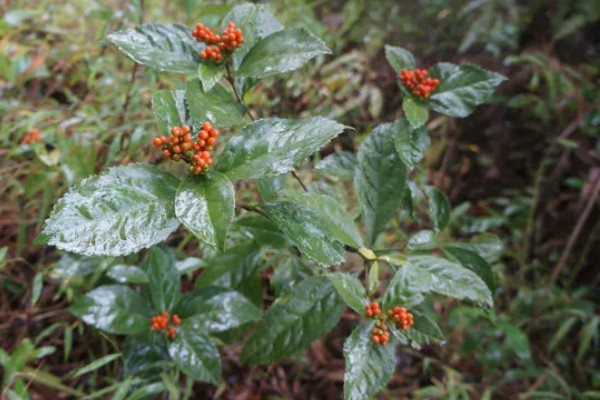 肿节风怎么种植，扦插生根后再移栽