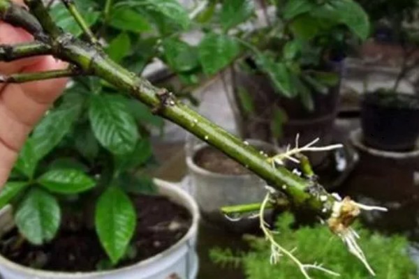 肿节风怎么种植，扦插生根后再移栽